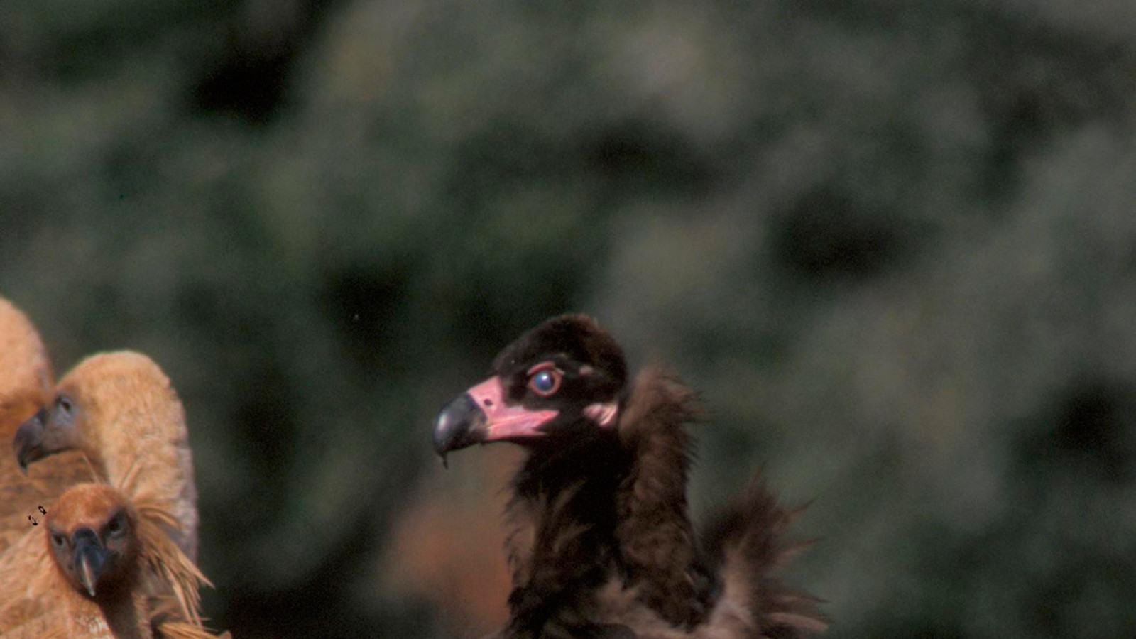 Iniciación A La Observación De Aves Rapaces La Casa Encendida 